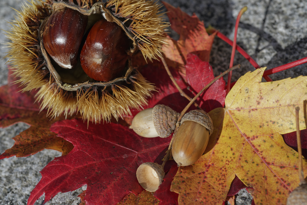 CoVid19 Gymnase de Burier La TourdePeilz